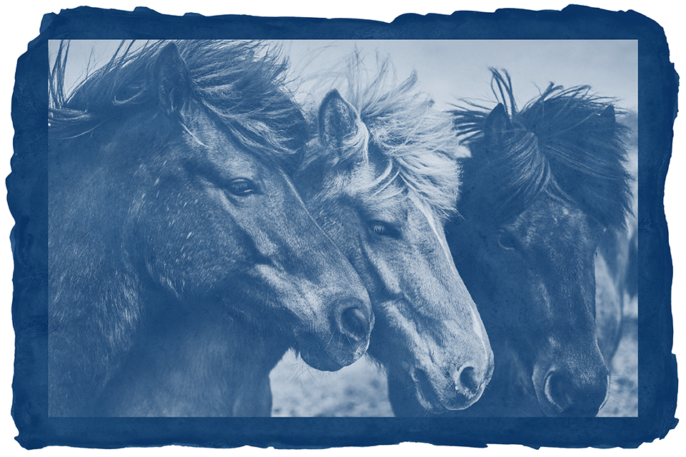 zB.FOTO – New Cyanotype April 2026 - Image 2