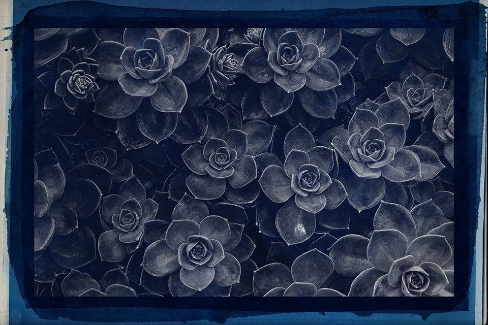 zB.FOTO – New Cyanotype April 2026 - Image 4